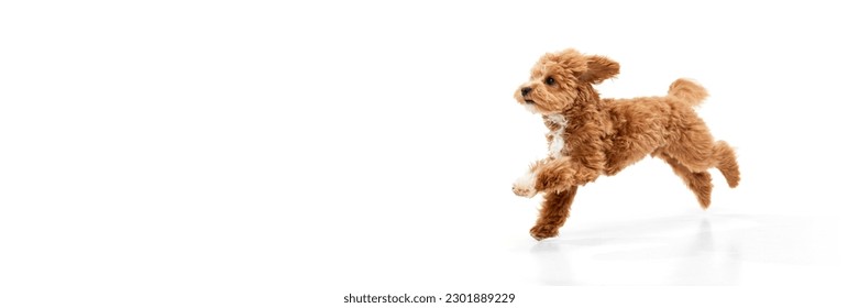 Portrait of cute joyful animal, Maltipoo with red fur jumping in motion isolated on white background. Pet looks healthy and happy. Banner with copy space. Friend, love, care, animal health, ad concept - Shutterstock ID 2301889229