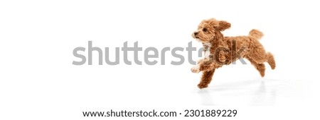 Portrait of cute joyful animal, Maltipoo with red fur jumping in motion isolated on white background. Pet looks healthy and happy. Banner with copy space. Friend, love, care, animal health, ad concept