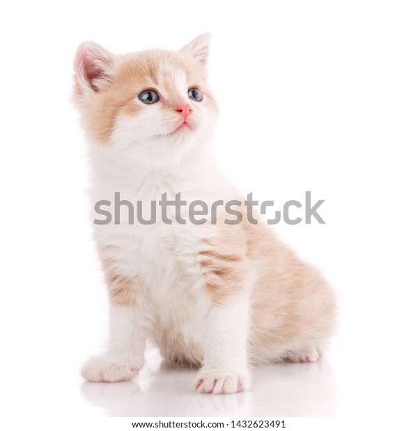 cat without breed