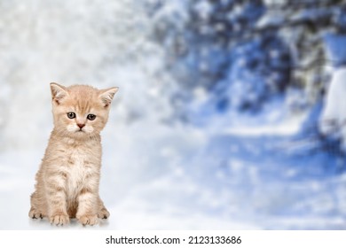 25,430 Snow Kitten Images, Stock Photos & Vectors 