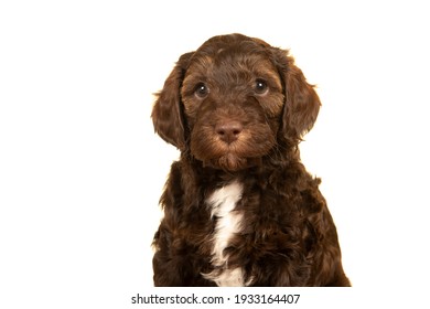 Portrait Of A Cute Labradoodle Puppy On A White Background