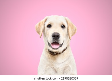Portrait of a cute labrador puppy on a pink background - Shutterstock ID 2190520339
