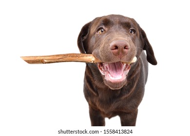 Portrait of a cute Labrador puppy with a stick in his teeth isolated on white background - Powered by Shutterstock