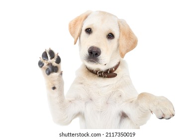 Portrait of a cute labrador puppy waving his paw isolated on white background - Shutterstock ID 2117350019