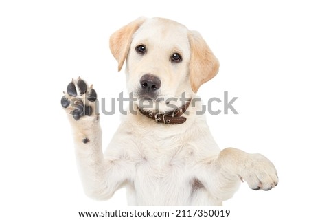 Portrait of a cute labrador puppy waving his paw isolated on white background