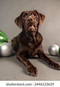 Portrait of a cute Labrador Retriever dog.isolated on a studio background.