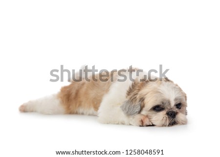 portrait of cute lazy shih tzu dog lying on the floor isolated on white background