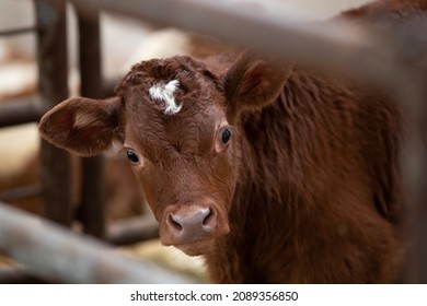Portrait of cute Limousin calf in stable, looking at camera, making eye contact