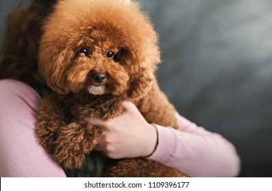 Portrait of cute little dog at gray studio background. Toy poodle puppy in female hands, copy space, fotografie de stoc