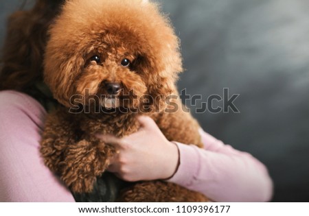 Image, Stock Photo cute brown toy poodle dog standing at sunset by countryside. Fun, sports and pets outdoors