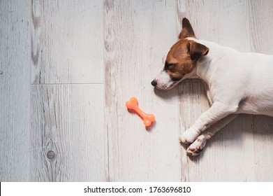 Portrait of a cute little dog sleeping next to a toy rubber bone. Puppy dozes on the floor in the sun. Jack Russell Terrier while resting.