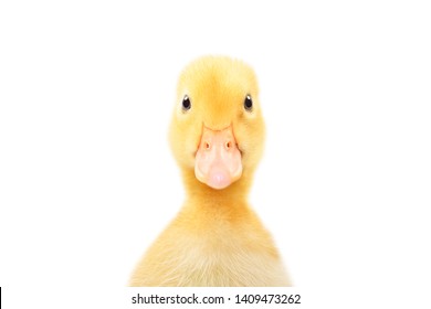 Portrait of a cute little duckling, closeup, isolated on white background