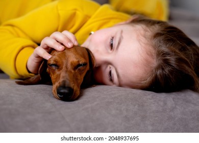 596 Dwarf dachshund Images, Stock Photos & Vectors | Shutterstock