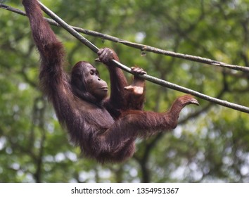 Portrait of cute little orangutan hanging on one hand on a rope.