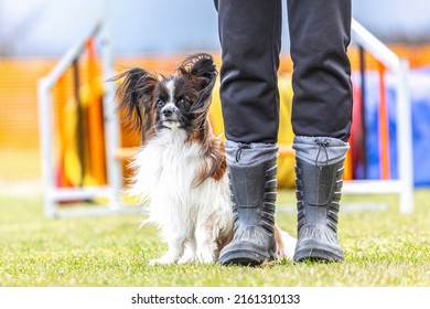 Portrait of a cute little papillon dog in obedience training with its owner in early spring outdoors