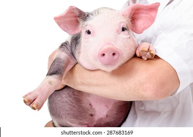 Portrait of a cute little pig on hands at the vet