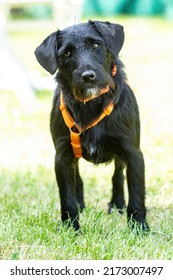 Portrait Of A Cute Little Schnauzer Mix Breed Dog Wearing A Harness In A Garden In Summer Outdoors