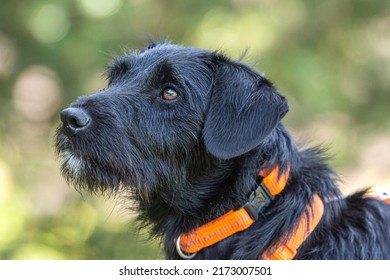 Portrait Of A Cute Little Schnauzer Mix Breed Dog Wearing A Harness In A Garden In Summer Outdoors