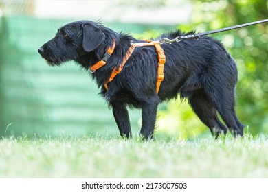 Portrait Of A Cute Little Schnauzer Mix Breed Dog Wearing A Harness In A Garden In Summer Outdoors