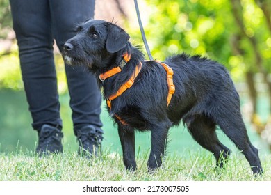 Portrait Of A Cute Little Schnauzer Mix Breed Dog Wearing A Harness In A Garden In Summer Outdoors