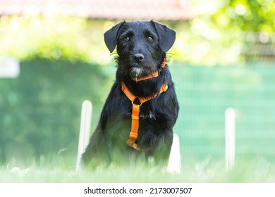 Portrait Of A Cute Little Schnauzer Mix Breed Dog Wearing A Harness In A Garden In Summer Outdoors