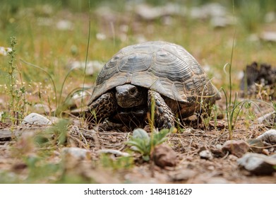 Portrait Cute Little Tortoise Forest Stock Photo 1484181629 | Shutterstock