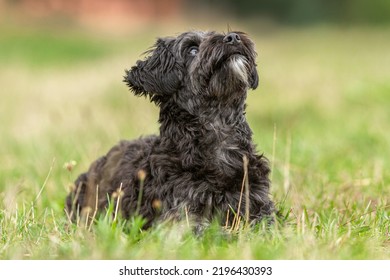 Portrait of a cute little yorkiepoo dog on a meadow in summer outdoors