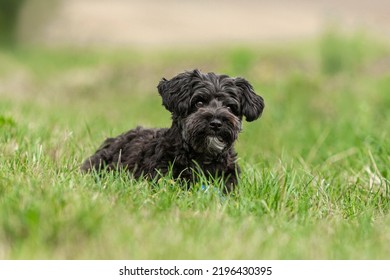 Portrait of a cute little yorkiepoo dog on a meadow in summer outdoors - Shutterstock ID 2196430395