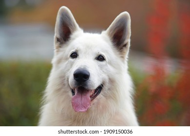 笑う犬 の画像 写真素材 ベクター画像 Shutterstock