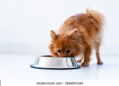 Portrait Of Cute Lovely Dog Licking Water From A Bowl Placed On The Living Room Floor At Home.