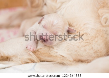 Portrait of cute and lovely Sleeping on mommy's paw white newborn puppy of golden retriever dog