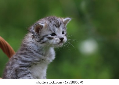 Portrait Of A Cute Maine Conn Kitten