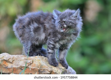 Portrait Of A Cute Maine Conn Kitten