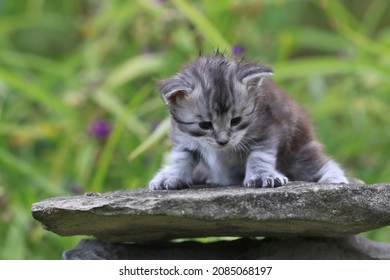 Portrait Of A Cute Maine Conn Kitten