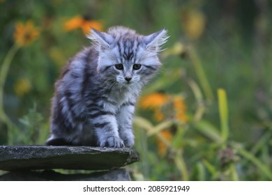 Portrait Of A Cute Maine Conn Kitten