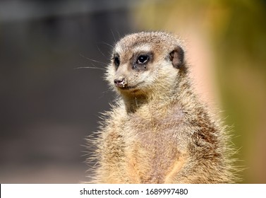 ミーアキャット の画像 写真素材 ベクター画像 Shutterstock