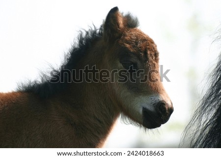 Similar – Foal I Environment Nature