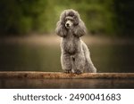 Portrait of a cute Miniature Poodle dog in the forest.