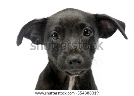 Portrait of a cute Mixed breed dog puppy, studio shot, isolated on white.