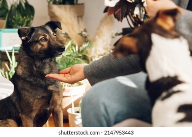 Portrait of a cute mixed breed pet at home. Pets at home concept. Mixed breed. National Dog Day.