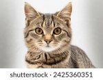 portrait of a cute and noble cat, Studio portrait of a sitting tabby cat looking forward against a white backdground	