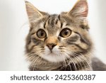 portrait of a cute and noble cat, Studio portrait of a sitting tabby cat looking forward against a white backdground	