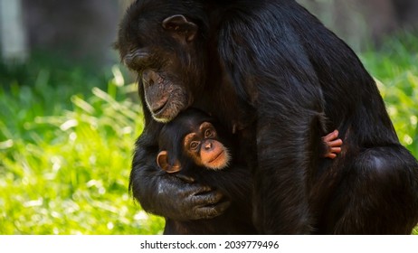 Portrait of a cute offspring chimpanzee and her mother showing affection for each other