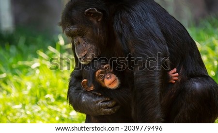 Portrait of a cute offspring chimpanzee and her mother showing affection for each other