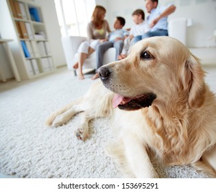 Portrait of cute pet lying on the floor on background of family of four having rest at home