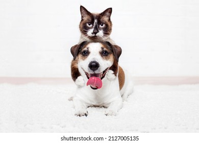 Portrait of cute pets of cat and dog looking into the camera on a white background. The cat is lying on the dog, they play and are friends together