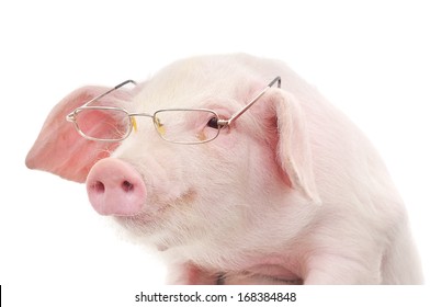 Portrait of a cute pig in glasses on white background