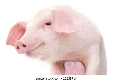 Portrait of a cute pig, on white background