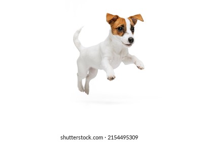 Portrait of cute playful puppy of Jack Russell Terrier in motion, jumping isolated over white studio background. Concept of motion, beauty, vet, breed, pets, animal life. Copy space for ad - Shutterstock ID 2154495309