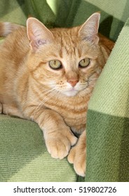 Portrait Of Cute Polydactyl Orange Tabby Cat On Plaid Green Blanket, Showing Large Paw With Extra Toes, Looking At The Camera.